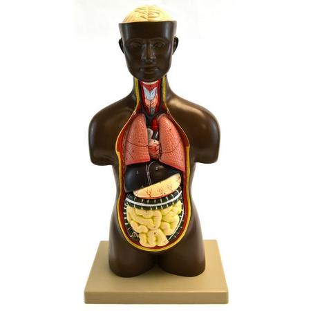 EISCO Model Torso half size w/ Head African - 9 Parts AM0012AFH